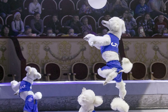 Новогодняя история: Клоун, ёлка, чудеса!