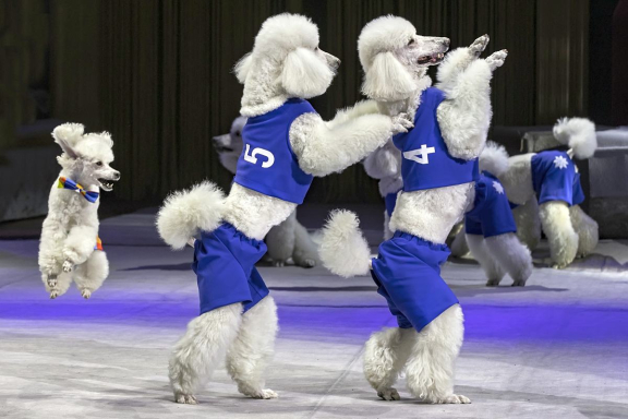 Новогодняя история: Клоун, ёлка, чудеса!