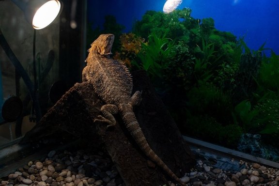 &laquo;&Ncy;&acy;&ucy;&tcy;&icy;&lcy;&ucy;&scy;&raquo;