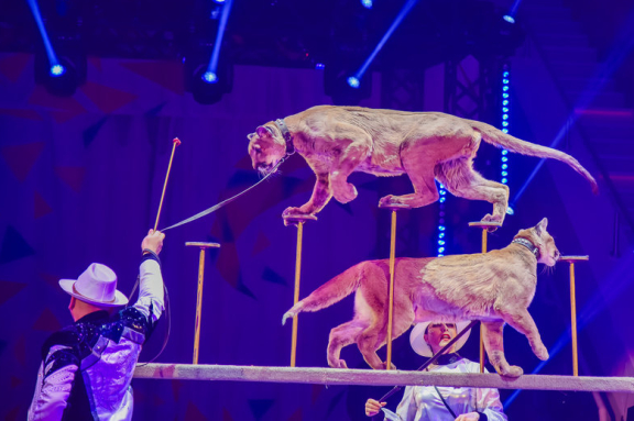 &Dcy;&iecy;&ncy;&softcy; &rcy;&ocy;&zhcy;&dcy;&iecy;&ncy;&icy;&yacy; &tscy;&icy;&rcy;&kcy;&acy;