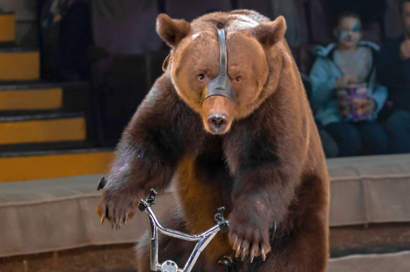 Новогодняя история: Клоун, ёлка, чудеса!